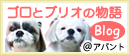 ゴロとブリオの物語 @アバント